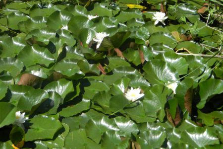 Local Invasive Species Society warns Castlegar residents to avoid planting invasive aquatic plants