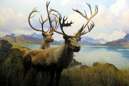 COLUMN:  What Caribou Need to Survive