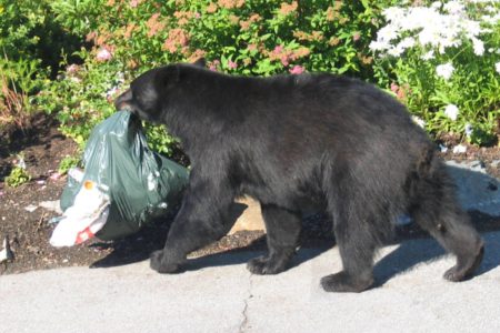 A few common sense tips for bear safety