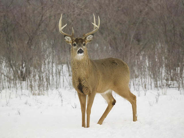 Biologists call on hunters to help fight deer disease