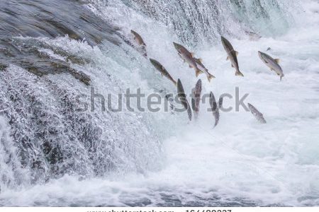 Wild Pacific salmon face an upstream battle for survival