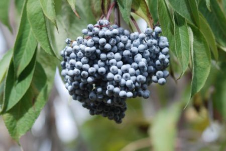 COLUMN: Fight Colds and Flu with Blue Elderberry