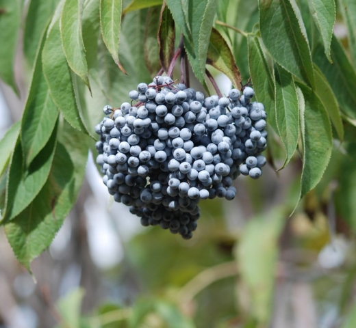 COLUMN: Fight Colds and Flu with Blue Elderberry
