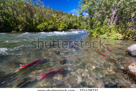 Minister of Fisheries and Oceans sued for putting wild salmon at risk