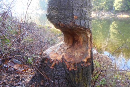 BEAVER RELOCATED FROM STAR GULCH RESERVOIR