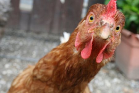 Fowl play at council - urban chicken project takes wing