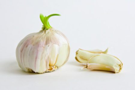 Sprouted garlic, and how to deal with garlic breath