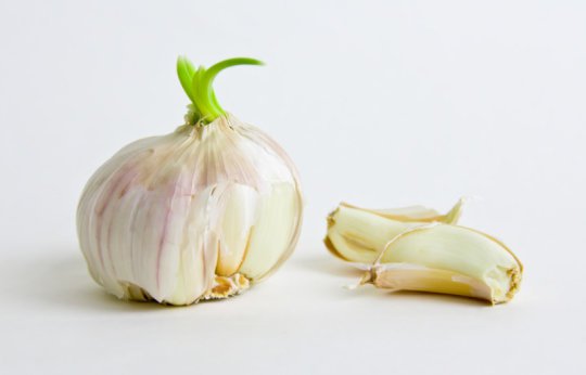 Sprouted garlic, and how to deal with garlic breath