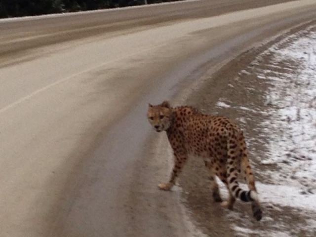 Charges Laid in Crawford Bay Cheetah Incident