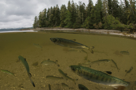 Gitxsan chiefs add fourth lawsuit opposing Pacific Northwest LNG