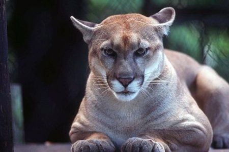 Local conservation officer attacked by cougar near Salmo