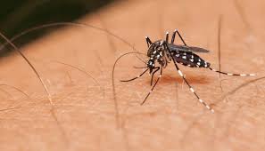 West Nile virus risk increases as summer heats up  