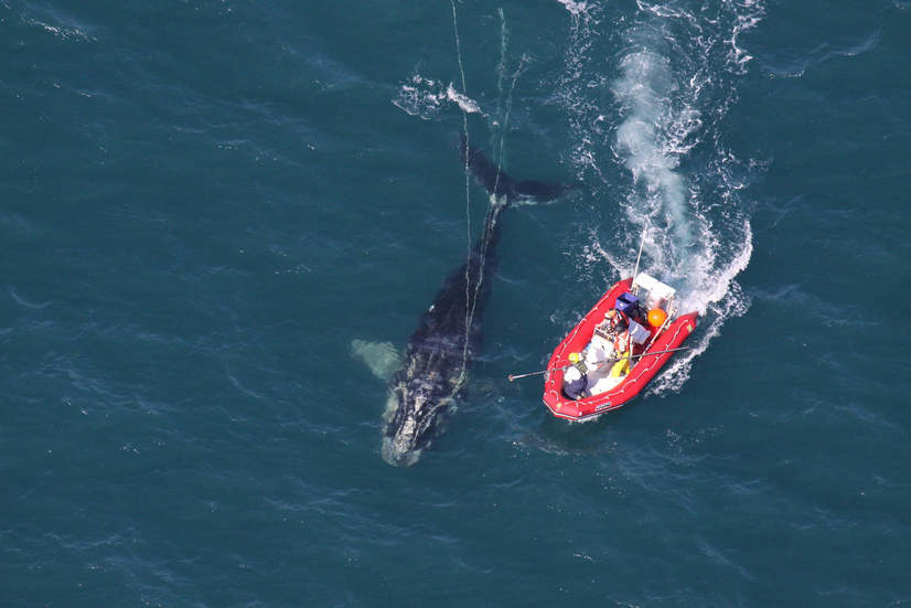 Op/Ed: We Need to Stop Killing Endangered Right Whales