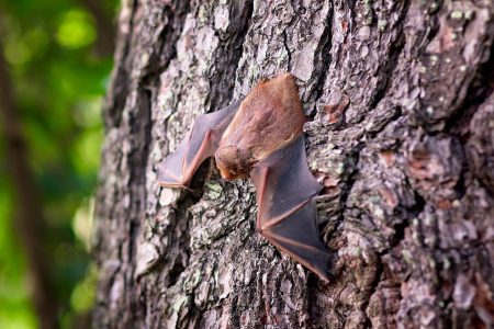 Help bats for Hallowe'en