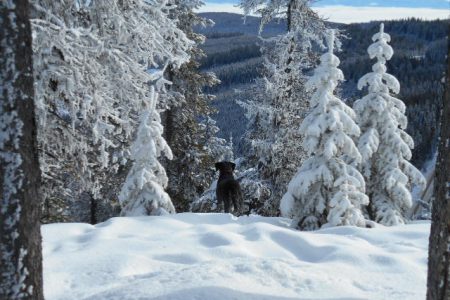 Public pressure for another authorized cabin in the Rossland Range Recreation Site