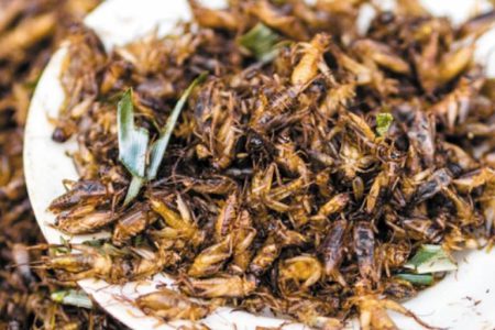 Science Matters Column: Bugs for lunch?