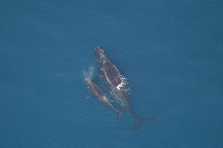 How a US company is suing Canada for rejecting quarry in endangered whale nursery