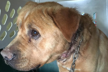 UPDATE: Brutalized dog on the mend