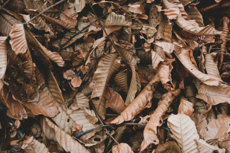 Do it Right: Spring Clean-up Details Here!