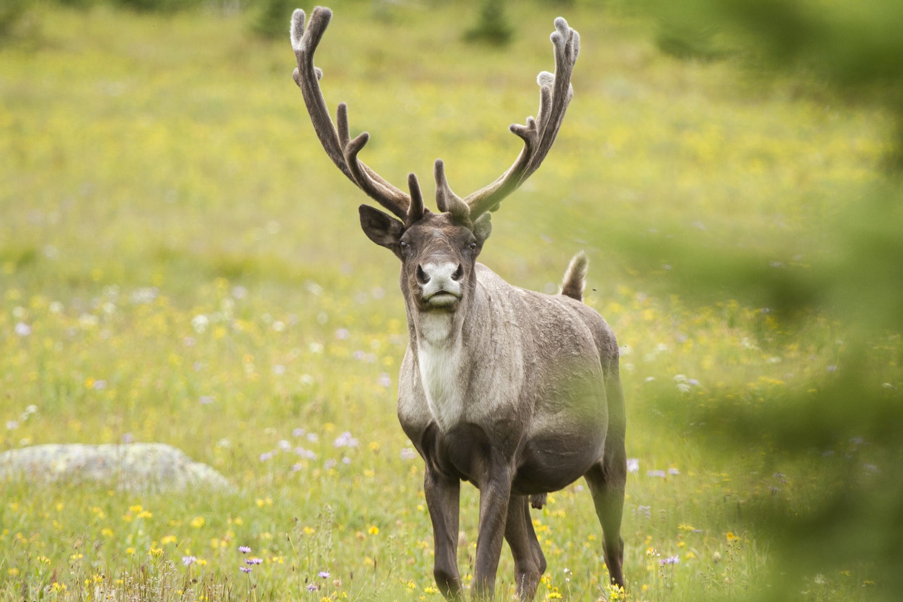 If BC won’t act for mountain caribou, the federal government will