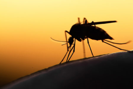 Flooding in Boundary leads to increase in Mosquito numbers