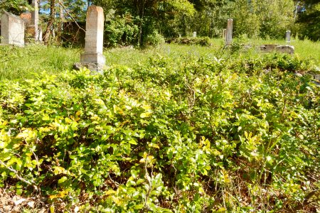 Native Plants vs. Herbicides: Oregon Grape Quandary in the Columbia Cemetery