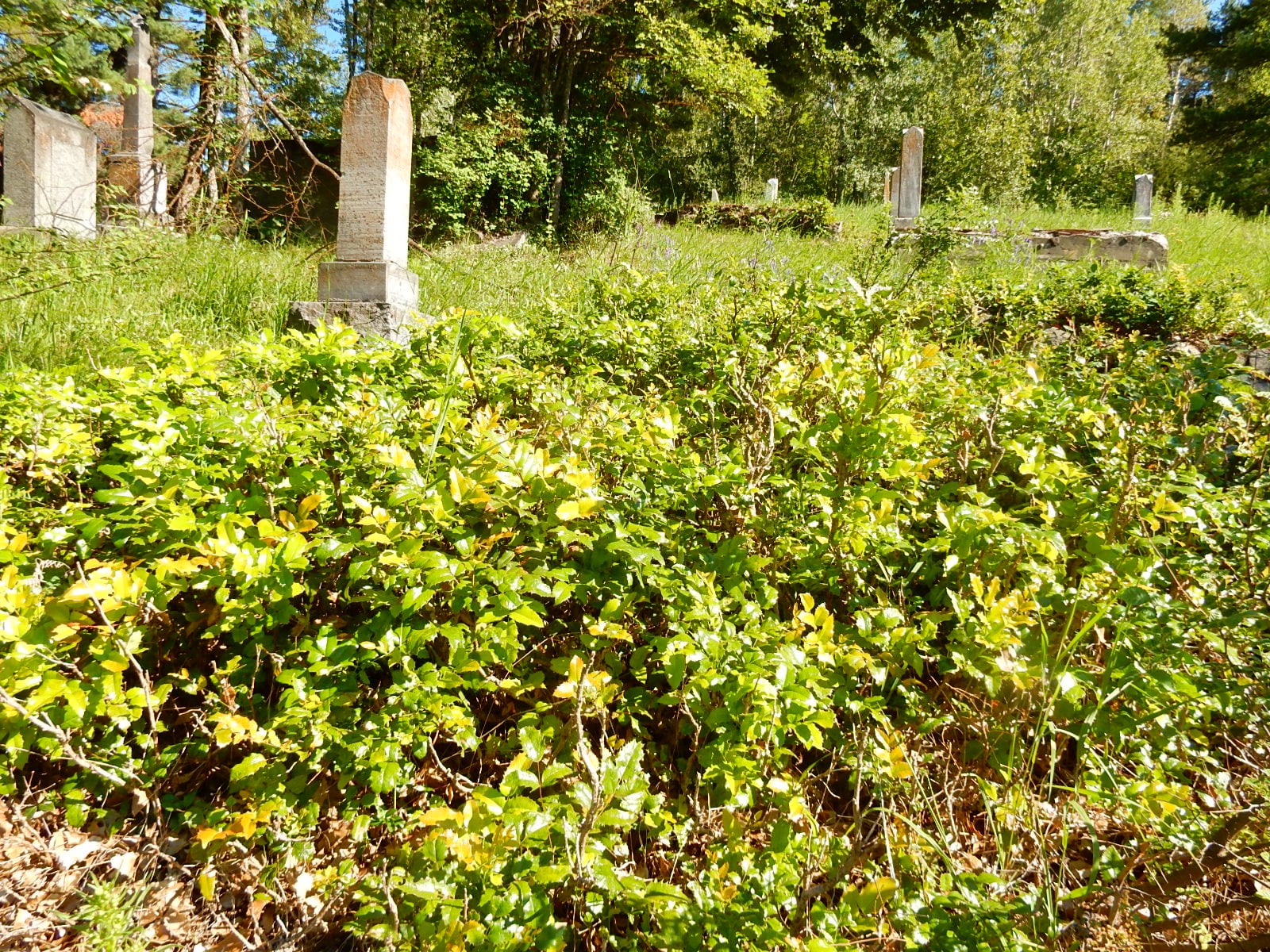 Native Plants vs. Herbicides: Oregon Grape Quandary in the Columbia Cemetery
