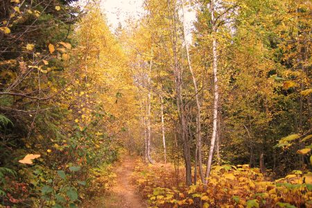 Meet Rossland`s New Forest Park