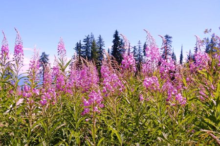 COLUMN: Nature Deficit