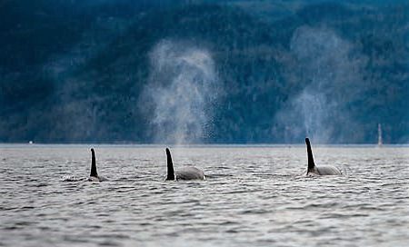 Column:  Orcas