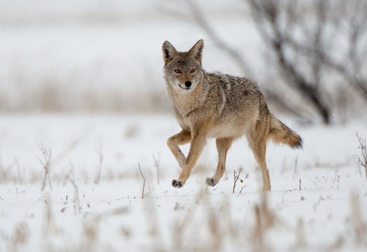 Coyote Bites Man, and other RCMP news