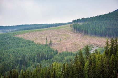 Column:  Can caribou and industry co-exist?