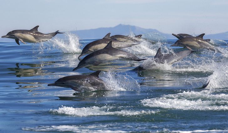 BC SPCA applauds passing of Bill S-203 to ban whale and dolphin captivity in Canada