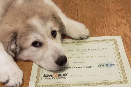 Two West Kootenay dog training companies receive BC SPCA’s AnimalKind accreditation