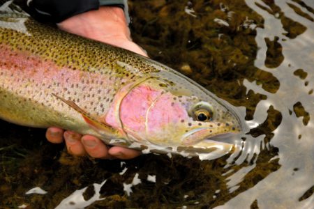 Improving Murphy Creek Spawning Channel