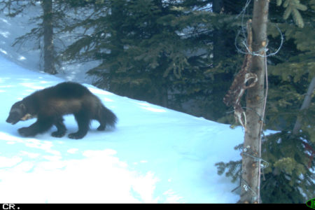 Selkirk College Ecology Instructor Explores the World of Wolverines