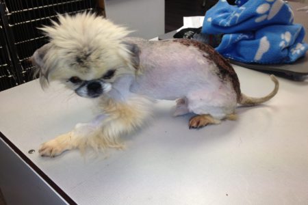 Cruelty investigation prompts plea to help injured dog