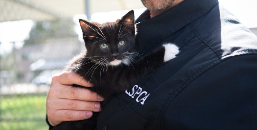 BC SPCA shelters overwhelmed with cats and kittens needing homes
