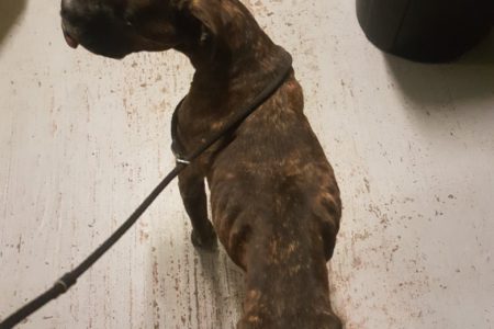 BC SPCA: Help needed for emaciated dog recovering from gunshot wound