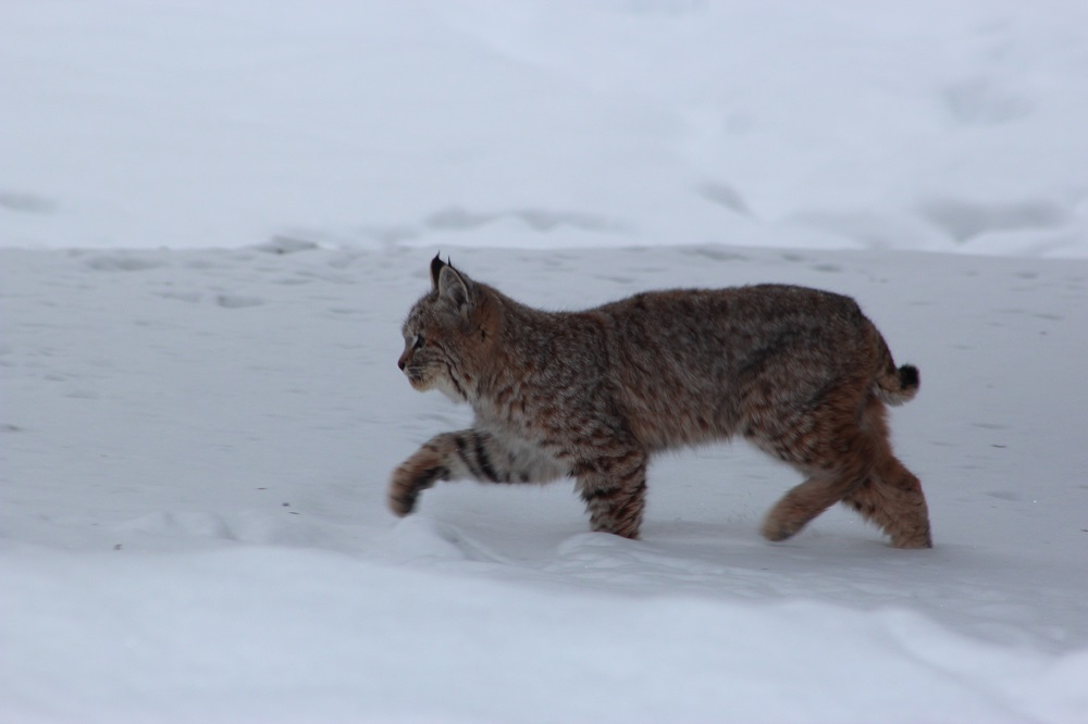Bobcat interaction in Trail leads to public warning from RCMP