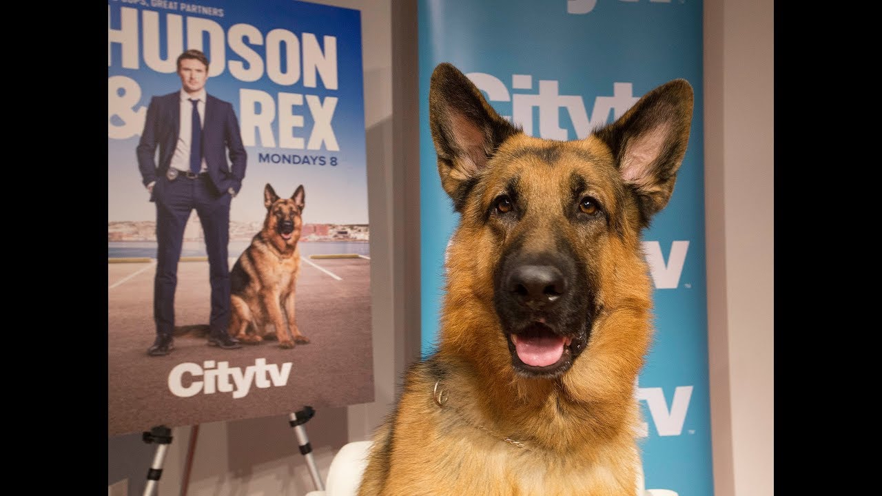 Op/Ed: 'Hudson & Rex':  Charming canine actor challenges us to look at animal labour