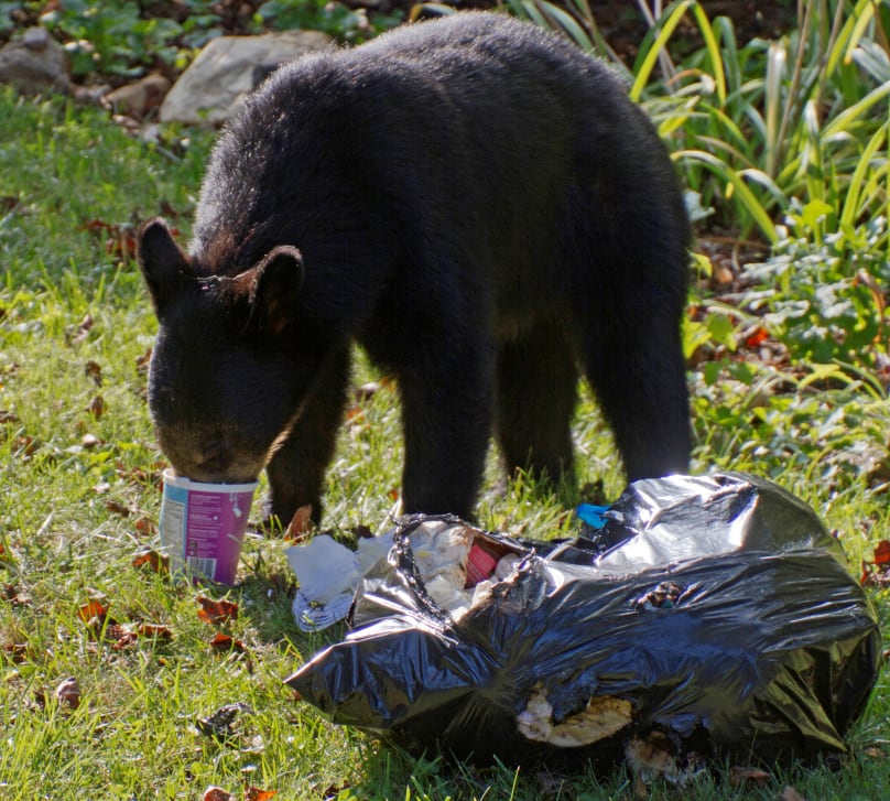 Trail RCMP forced to destroy habituated bear
