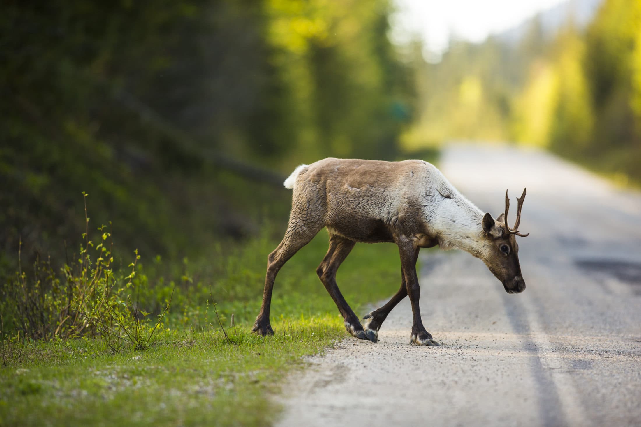 BC mine proposed in critical caribou habitat shows how endangered species ‘fall through the cracks’