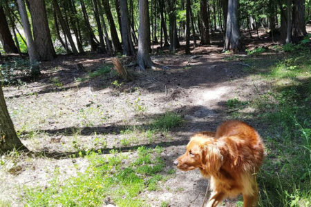 RDKB partners with BC Wildfire to clean up dead wood at Christina Lake Dog Park