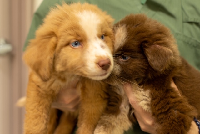 Puppies spend night in pokey after bizarre stabbing incident