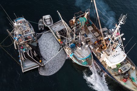 Closing Canadian fisheries would help rebuild stocks and lead to economic gains:  study