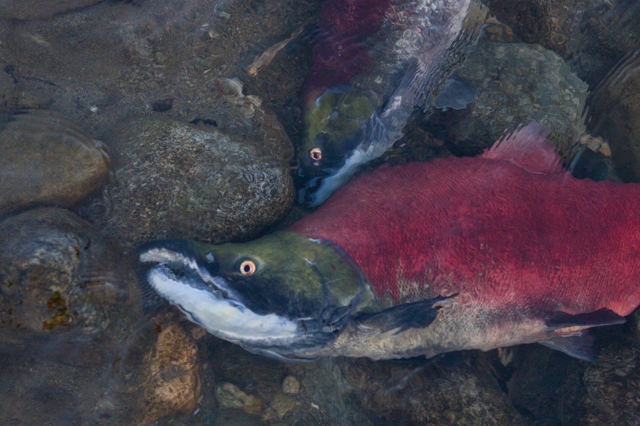 Four reasons 2020 is set to see the lowest Fraser River sockeye salmon return on record