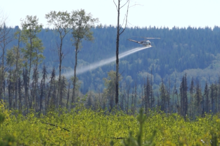 Op/Ed:  Glyphosate and our forests