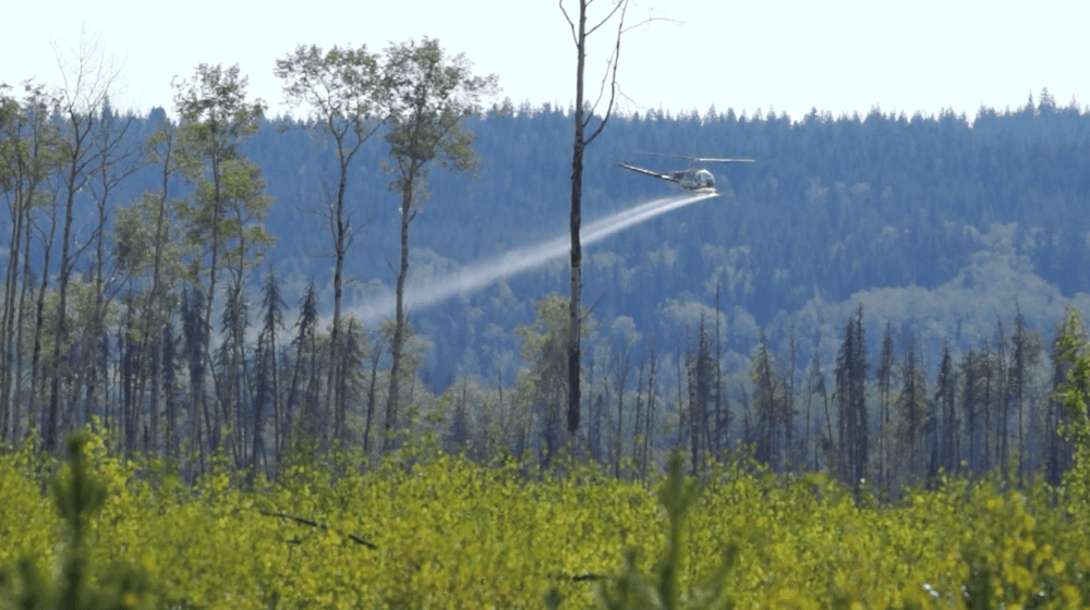 Op/Ed:  Glyphosate and our forests