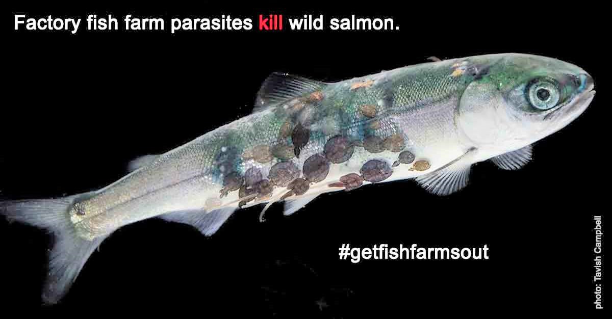 Column:  Sea lice, fish farms and wild salmon -- a deadly combination